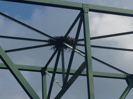 An osprey worked mighty hard to build this huge nest at the top of the bridge going over the lake!