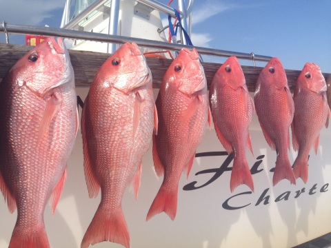 Aren't these snapper beautiful?  We caught 11 fish total -- six by me (with a lot of help from the first mate. 