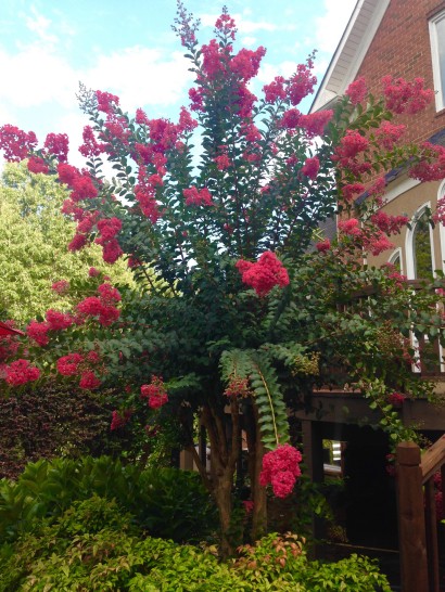 We have five crepe myrtles at our house. This one in particular has given me joy in July along with all the beautiful ones I see every day as I ride through town. 